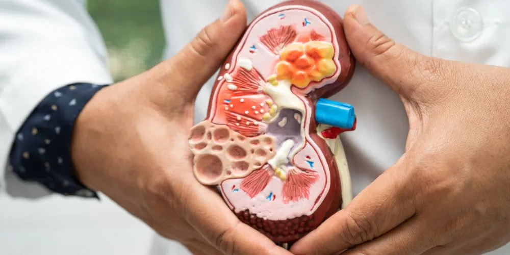 Οι νεφροί μας χρειάζονται νερό για να κάνουν τη δουλειά τους σωστά